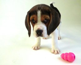 Patch at 8 weeks old - December 10th 2014