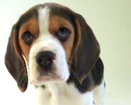 Patch at 8 weeks old - December 10th 2014