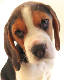 Patch at 8 weeks old - December 10th 2014