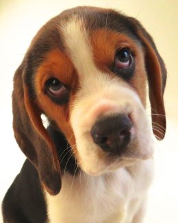 Patch at 8 weeks old - December 10th 2014