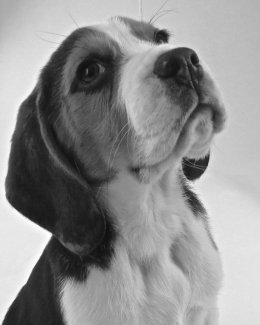 Patch at 8 weeks old - December 10th 2014