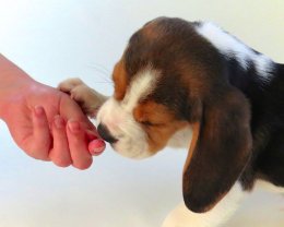Patch at 8 weeks old - December 10th 2014
