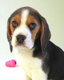 Patch at 8 weeks old - December 10th 2014