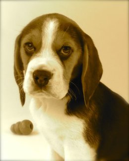 Patch at 8 weeks old - December 10th 2014