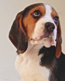Patch at 8 weeks old - December 10th 2014