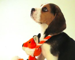 Patch at 8 weeks old - December 10th 2014