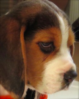 Patch at 8 weeks old - December 10th 2014
