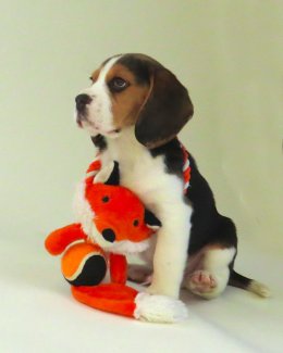 Patch at 8 weeks old - December 10th 2014