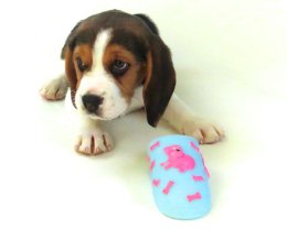 Patch at 8 weeks old - December 10th 2014