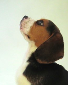 Patch at 8 weeks old - December 10th 2014