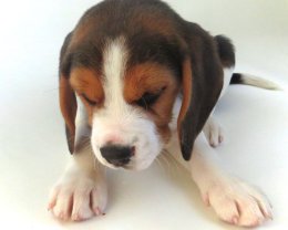 Patch at 8 weeks old - December 10th 2014