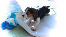 Patch at 8 weeks old - December 10th 2014