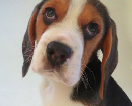 Patch at 8 weeks old - December 10th 2014