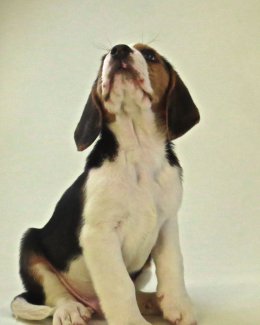 Patch at 8 weeks old - December 10th 2014