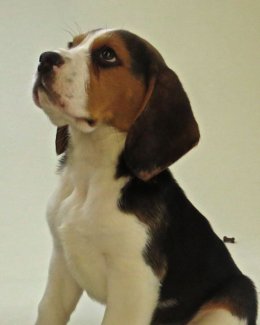 Patch at 8 weeks old - December 10th 2014
