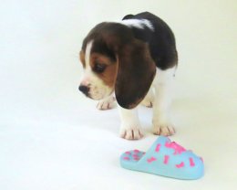 Patch at 8 weeks old - December 10th 2014