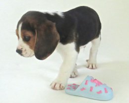 Patch at 8 weeks old - December 10th 2014
