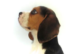 Patch at 8 weeks old - December 10th 2014