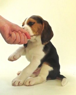 Patch at 8 weeks old - December 10th 2014
