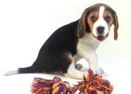 Patch at 8 weeks old - December 10th 2014