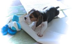 Patch at 8 weeks old - December 10th 2014