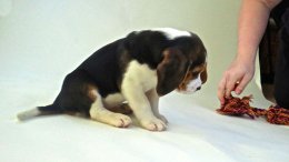 Patch at 8 weeks old - December 10th 2014