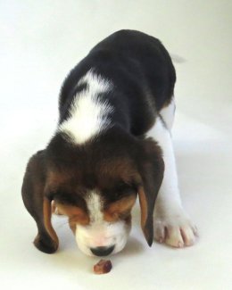 Patch at 8 weeks old - December 10th 2014