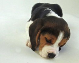 Patch at 8 weeks old - December 10th 2014