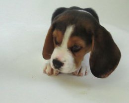 Patch at 8 weeks old - December 10th 2014