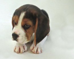 Patch at 8 weeks old - December 10th 2014