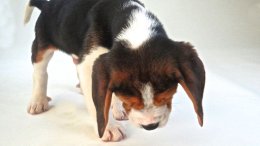 Patch at 8 weeks old - December 10th 2014