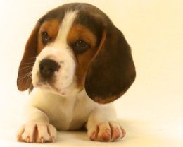 Patch at 8 weeks old - December 10th 2014