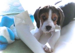 Patch at 8 weeks old - December 10th 2014
