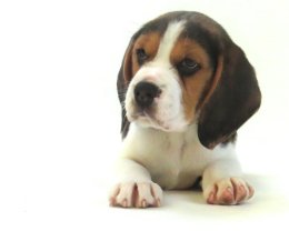 Patch at 8 weeks old - December 10th 2014