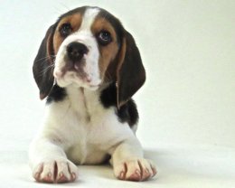 Patch at 8 weeks old - December 10th 2014