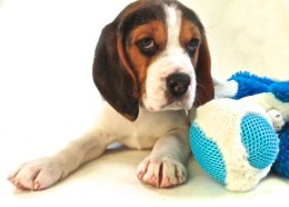 Patch at 8 weeks old - December 10th 2014