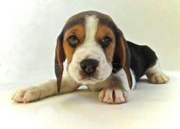 Patch at 8 weeks old - December 10th 2014