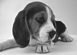 Patch at 8 weeks old - December 10th 2014