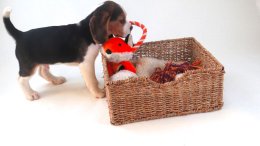 Patch at 8 weeks old - December 10th 2014