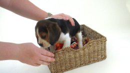 Patch at 8 weeks old - December 10th 2014