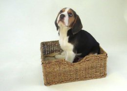 Patch at 8 weeks old - December 10th 2014