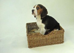 Patch at 8 weeks old - December 10th 2014