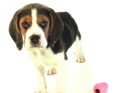 Patch at 8 weeks old - December 10th 2014