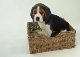 Patch at 8 weeks old - December 10th 2014