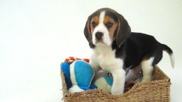 Patch at 8 weeks old - December 10th 2014