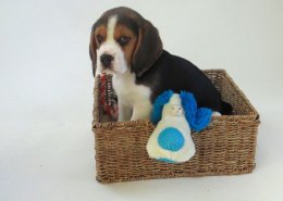 Patch at 8 weeks old - December 10th 2014