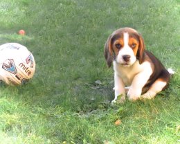 Patch at 8 weeks old - December 10th 2014
