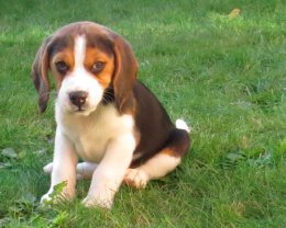 Patch at 8 weeks old - December 10th 2014