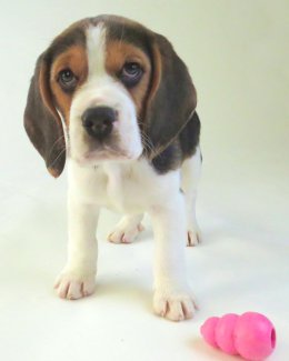Patch at 8 weeks old - December 10th 2014