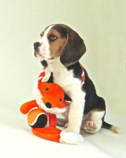 Patch at 8 weeks old - December 10th 2014